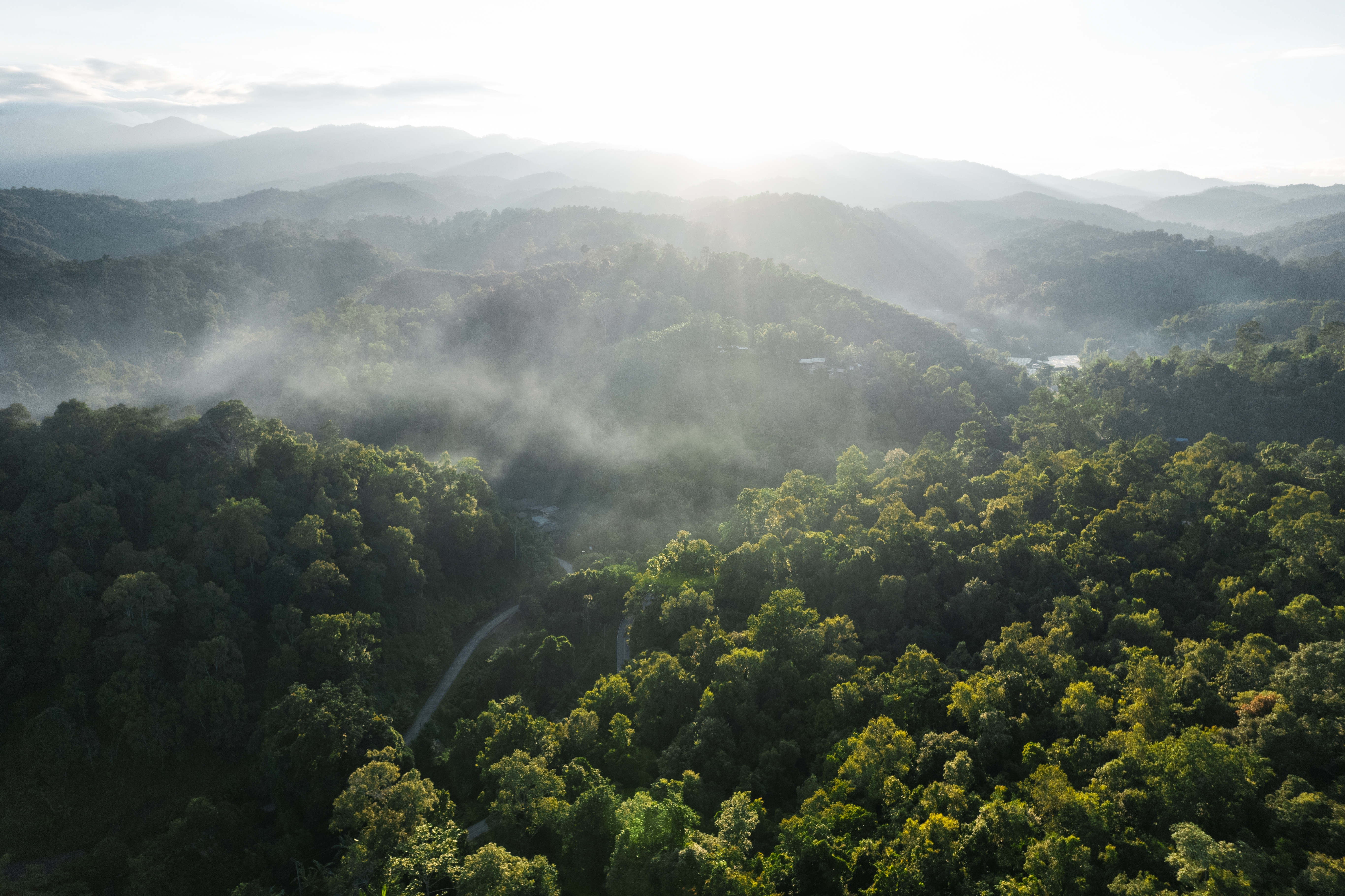Foggy,sunset,in,the,forest,in,summer,after,rain